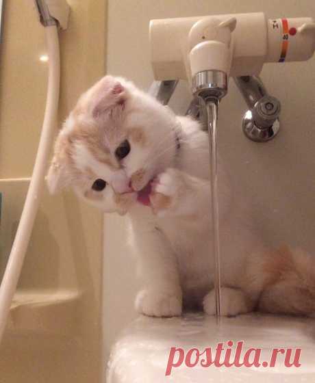 Любопытный котик
