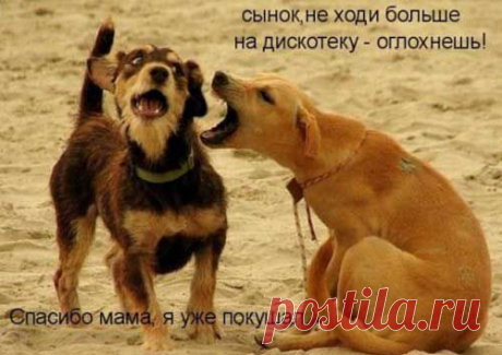 ПРИКОЛЬНЫЕ ФОТО СОБАК С НАДПИСЯМИ | Удивительный мир