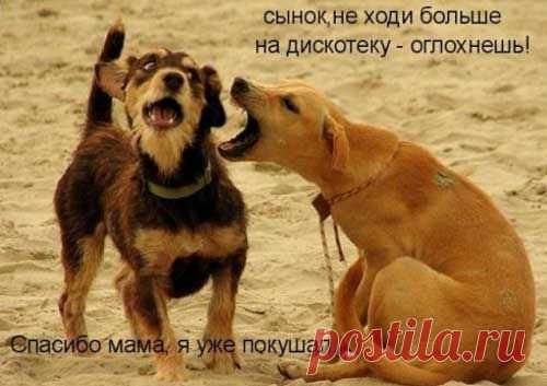 ПРИКОЛЬНЫЕ ФОТО СОБАК С НАДПИСЯМИ | Удивительный мир