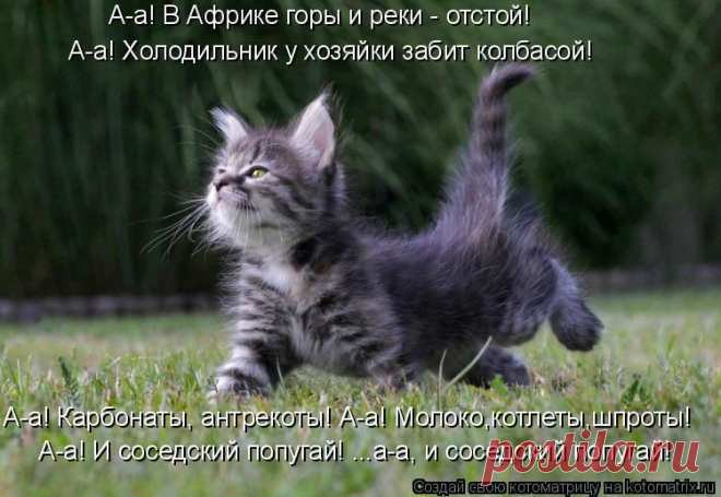 Котоматрица: Лучшие за всё время