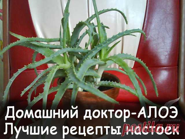 Домашний доктор - АЛОЭ.Лучшие рецепты настоек.Настойка алоэ – великолепное народное средство и поможет избавиться от многих проблем.ОПИСАНИЕ ПОД ФОТО ЕСЛИ ВЫ ЕЩЕ НЕ В ГРУППЕ ЖМИ ПРИСОЕДИНИТСЯ ↓↓↓↓↓↓↓↓↓↓↓↓↓↓↓↓↓↓↓↓↓↓↓↓↓↓↓↓↓↓↓↓↓↓↓↓↓↓↓↓↓↓↓↓↓↓↓↓↓↓↓↓↓↓↓↓↓↓↓↓↓↓↓↓↓