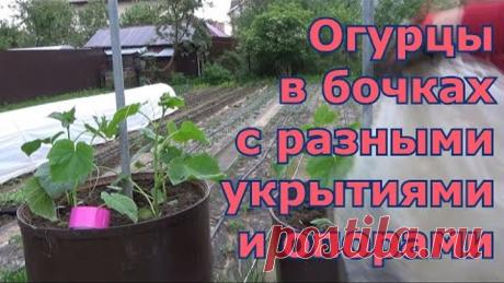 Высадка огурцов в бочки. Какие минипарнички и опоры для огурцов в бочках я использовала за 4 года.