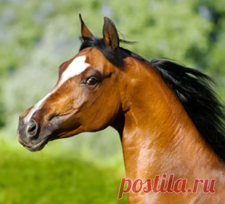 Голова лошади: зубной ряд, стати, виды, типы, профиль и описание