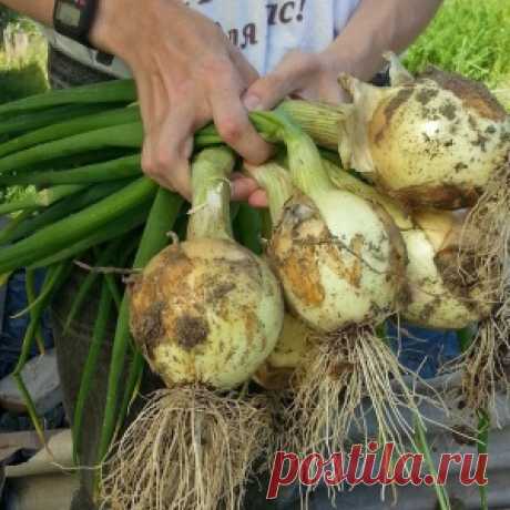 После уборки урожая сейте на грядке сидераты