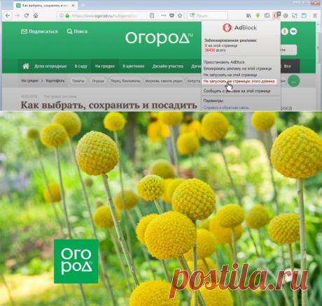 Краспедия – изюминка клумбы и украшение интерьера | В цветнике (Огород.ru)