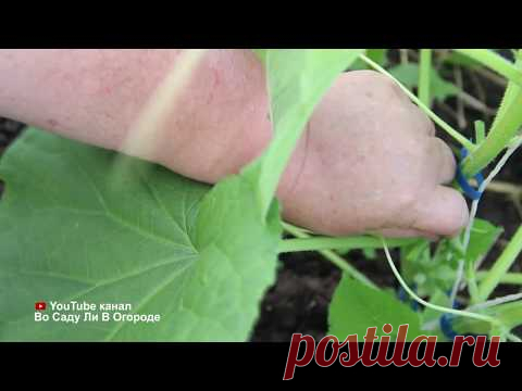 САМЫЙ ПРОСТОЙ СПОСОБ УВЕЛИЧИТЬ УРОЖАЙ! ПОСАДКА ОГУРЦОВ ПО-НОВОМУ!