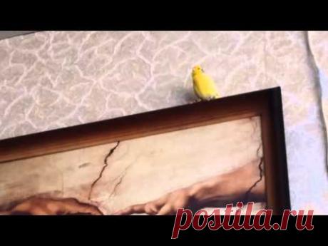 Кенар Кеничка поет Украинскую песню