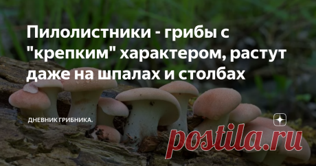 Пилолистники - грибы с "крепким" характером, растут даже на шпалах и столбах   Пилолистниками эти грибы названы из-за зубчатых пластинок у взрослых грибов, похожих на пилу - Взрослые пилолистники не вызывают даже намека на гастрономический интерес, если попробовать его сорвать или даже срезать это вряд ли получится, грибы резиново-крепкие, гнутся, но не отрываются, шляпки прочные и упругие. По сути это почти трутовики, только с псевдопластинками, а не трубочками, как обычн...