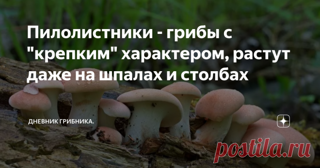Пилолистники - грибы с 