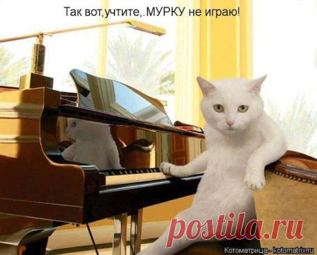 Котоматрица