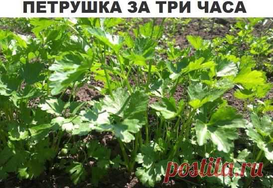 (47) Одноклассники