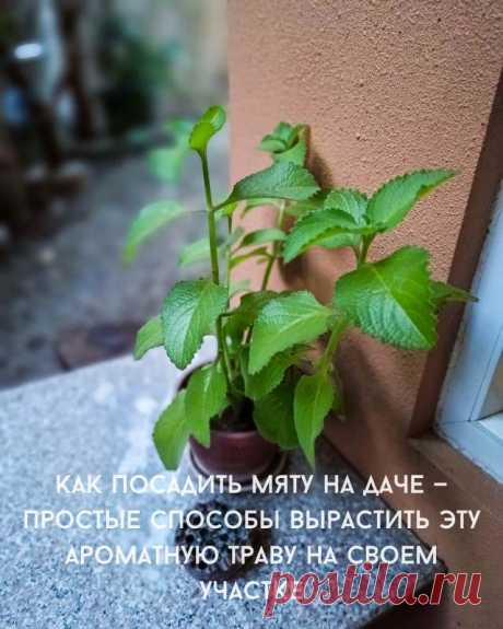 Как посадить мяту на даче — простые способы вырастить эту ароматную траву на своем участке — Д а ч а