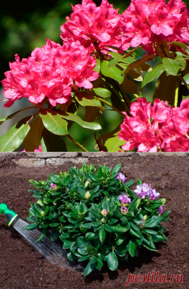 Рододендрон: посадка и уход в открытом грунте, виды и сорта с фото