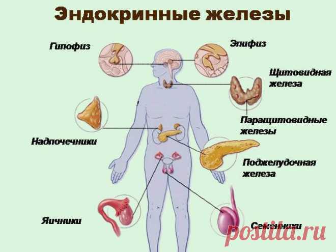 Роль эндокринных желез в оздоровлении организма Роль желез внутренней секреции, или эндокринных желез, трудно переоценить: от них зависят обменные процессы, психоэмоциональное и физическое состояния человека…
