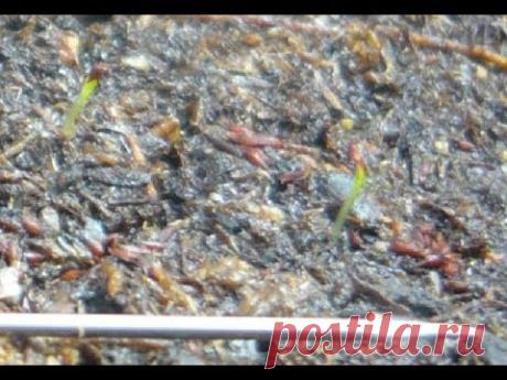 Астильба из семян. Первые всходы.