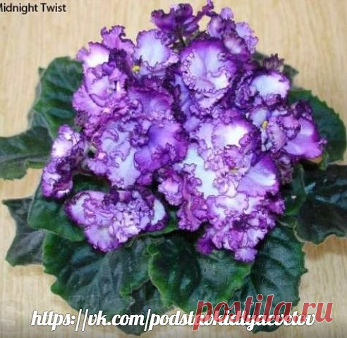 (20) Одноклассники