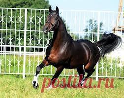 Грациозный красавец