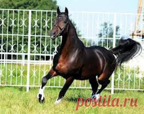 Грациозный красавец