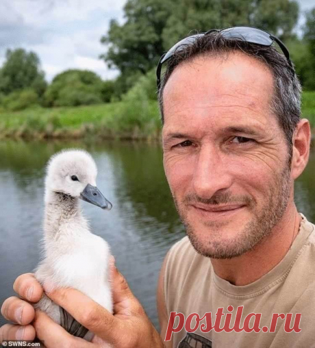 Мужчина спас и вырастил птенца лебедя, взрослая птица отказалась от него улетать