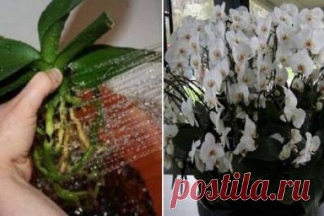 Пересадила орхидеи необычным способом… когда гости увидели моих красавиц, ахнули!