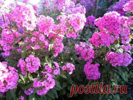 флоксовый рай