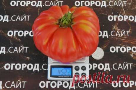 Томат Хоумстед, семена | ОГОРОД.сайт