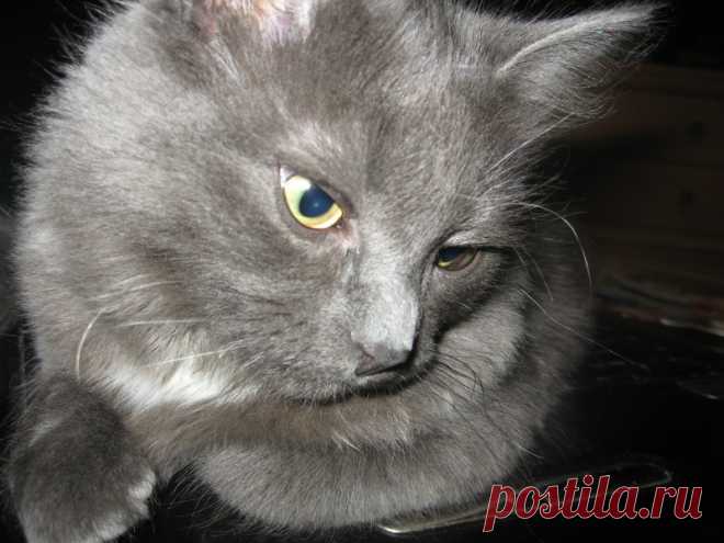 Подобрали на улице слепого и мокрого...