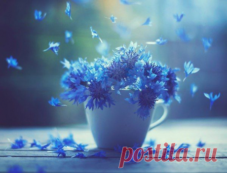 Чтобы дольше стояли


Розы. Первое что нужно сделать, это нужно срезать со стебля шипы, а также все лишние листья. Розы предпочитают, свежую прохладную воду с добавлением аспирина, сахара или марганцевого калия