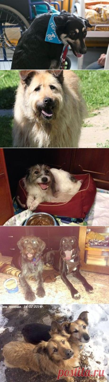 Pets Газета.Ру - «Собаки, которых взяли из приюта, могут сделать чью-то жизнь счастливее»