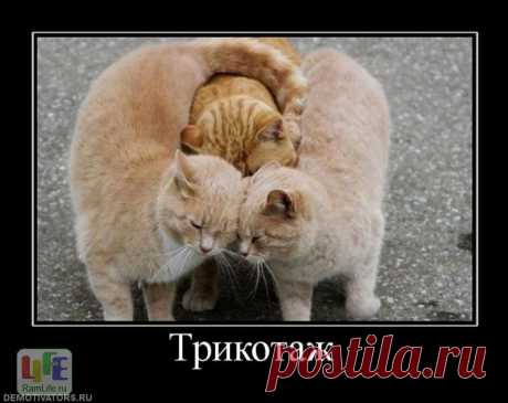 Есть два способа забыть о невзгодах жизни: музыка и кошки.