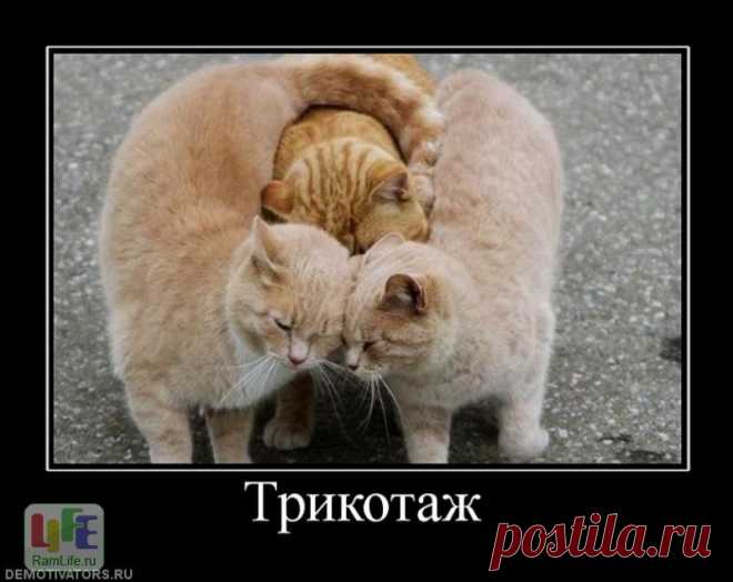 Есть два способа забыть о невзгодах жизни: музыка и кошки.