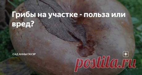 Грибы на участке - польза или вред? Статью эту я запланировала очень давно. Даже обратилась к автору одного "грибного"канала в Дзене, чтобы получить более авторитетное, чем мое, мнение профессионального миколога на эту тему. Но он, увы, не нашел времени, чтобы выполнить мою просьбу... Поэтому, если у вас есть специальное образование и вы обнаружите какую-то ошибку или неточность, пожалуйста, поправьте меня в комментариях! На одном чудесном канале, на который я подписана, п...