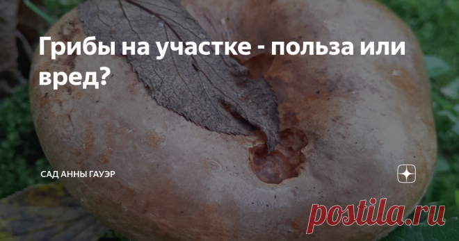 Грибы на участке - польза или вред? Статью эту я запланировала очень давно. Даже обратилась к автору одного 