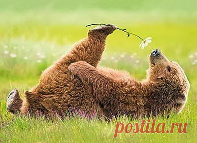 ромашка