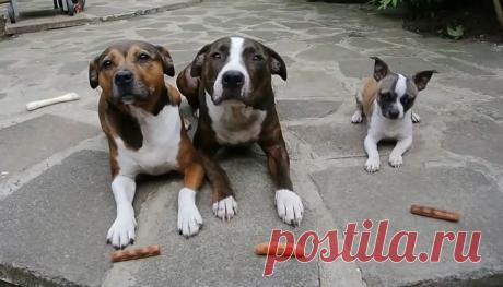 Смешное видео: сосисочный вор | Вокруг света | Среда обитания