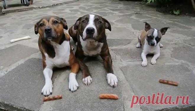 Смешное видео: сосисочный вор | Вокруг света | Среда обитания