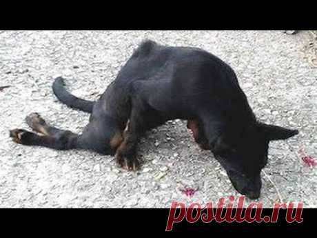 Не было ни каких шансов, что этот бездомный пёс снова будет ходить. Но он удивил всех 

 


Не известно, что случилось с этой бездомной собакой, но, очевидно, она попала под колёса автомобиля. Водитель поехал дальше, а животное осталось умирать. Спасатели нашли бедняжку ползущей по зем…