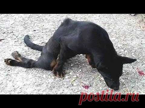 Не было ни каких шансов, что этот бездомный пёс снова будет ходить. Но он удивил всех 

 


Не известно, что случилось с этой бездомной собакой, но, очевидно, она попала под колёса автомобиля. Водитель поехал дальше, а животное осталось умирать. Спасатели нашли бедняжку ползущей по зем…