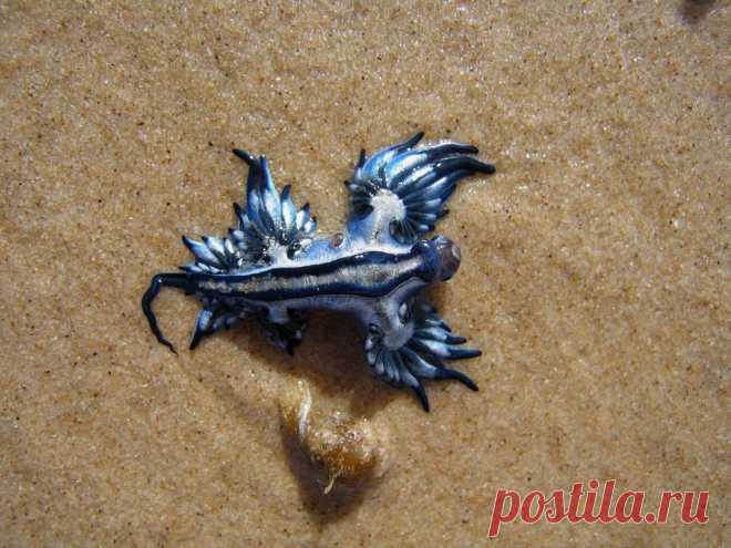 Моллюск "Голубой дракон" (Glaucus atlanticus) | Изображения с драконами, картинки драконов, рисунки драконов