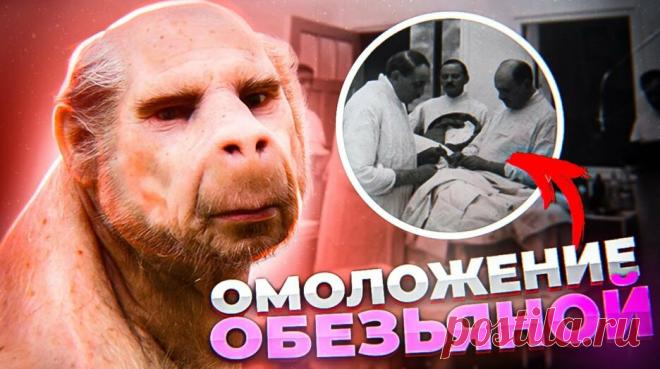 ОБЕЗЬЯНКА ДЛЯ СТАРИКОВ  - Что пересаживал пациентам прообраз профессора Преображенского — Смотреть в Эфире В 1925 году Михаил Булгаков создал фантастическую повесть о профессоре Преображенском, который практиковал трансплантацию половых желез обезьяны для …