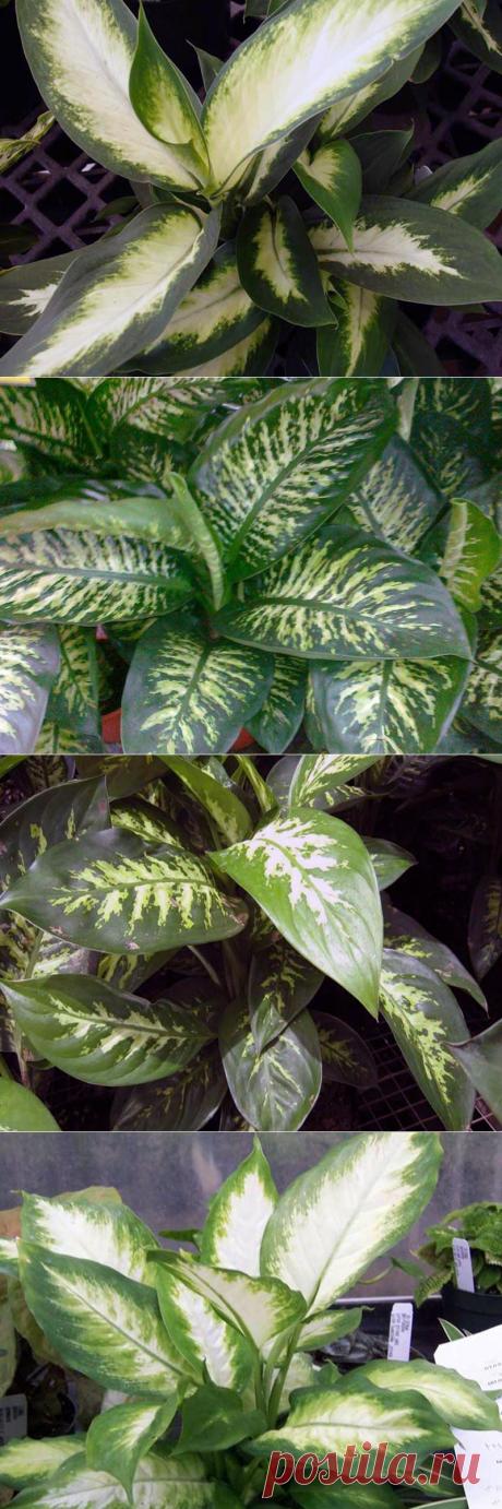 Диффенбахии пятнистая, прелестная, Сегуина
