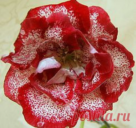 Глоксинии махровые-прекрасное рядом | 3