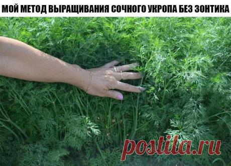 Мой метод выращивания сочного укропа без зонтика