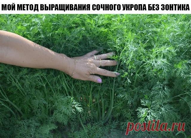 Мой метод выращивания сочного укропа без зонтика