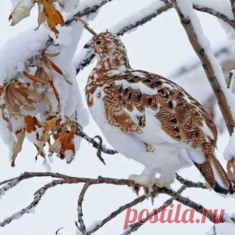 Камуфляж от природы