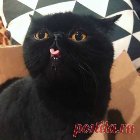 Кот Гремлин / Питомцы