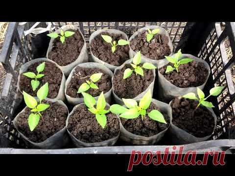 Когда  высаживать болгарский перец  на рассаду