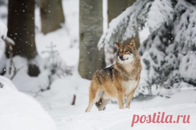 Интересное о волках. 8 забавных фактов о волках и их удивительной истории.
Волки известны под кличкой "Альфа".  Несмотря на их образ свирепых и смертоносных существ, они играют важную роль в экологическом балансе. Они также известны как Canis lupus и охотятся стаями. 
Изображение от wirestock на Freepik