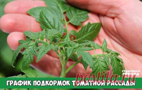 ГРАФИК ПОДКОРМОК ТОМАТНОЙ РАССАДЫ

Мы считаем, что томатный куст — это как пластилин, что ТЕБЕ надо, то ты и слепишь из него. Надо смотреть по кусту — он сам подскажет, что ему нужно. Поэтому мы начинаем «лепить» свои томаты еще в рассаде. 

1-я подкормка — на третьи сутки после того, как сеянцы полностью развернули семядольные листики: 1 л. воды 2 гр. кальциевой селитры

2-я подкормка — через 7 дней от первой: Энерген развести до цвета слабого чая

3-я подкормка — появили...