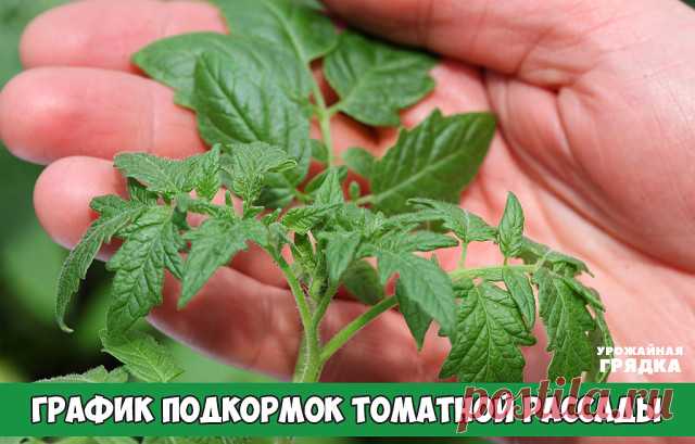 ГРАФИК ПОДКОРМОК ТОМАТНОЙ РАССАДЫ

Мы считаем, что томатный куст — это как пластилин, что ТЕБЕ надо, то ты и слепишь из него. Надо смотреть по кусту — он сам подскажет, что ему нужно. Поэтому мы начинаем «лепить» свои томаты еще в рассаде. 

1-я подкормка — на третьи сутки после того, как сеянцы полностью развернули семядольные листики: 1 л. воды 2 гр. кальциевой селитры

2-я подкормка — через 7 дней от первой: Энерген развести до цвета слабого чая

3-я подкормка — появили...